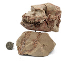 Oreodont Skull on Base - Fossil Specimen