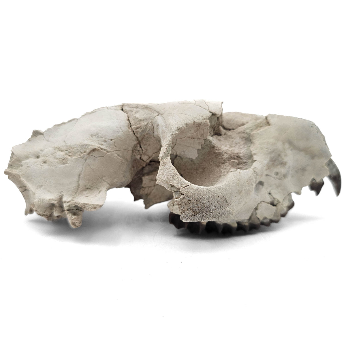 Oreodont Skull fossil specimen from White River Badlands, South Dakota, USA, Brule Formation, Early Oligocene.