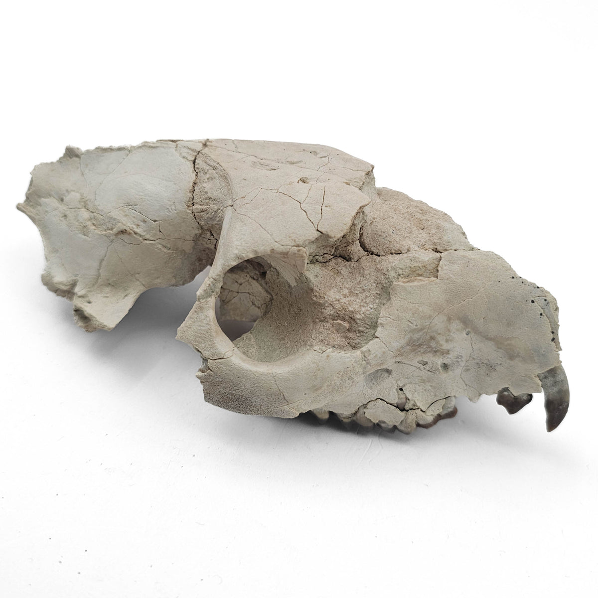 Oreodont Skull fossil specimen from White River Badlands, South Dakota, USA, Brule Formation, Early Oligocene.