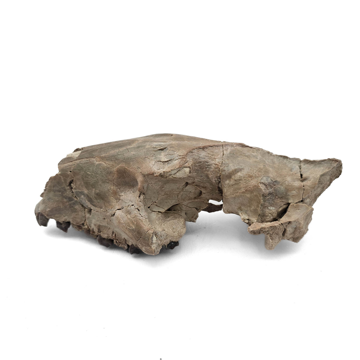 Oreodont Skull fossil specimen from White River Badlands, South Dakota, USA, Brule Formation, Early Oligocene.