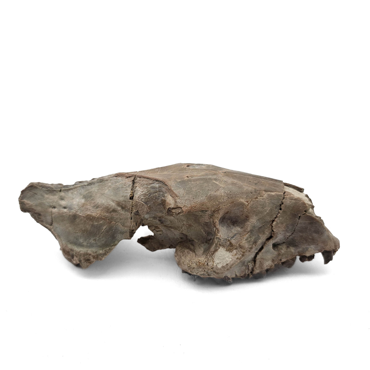Oreodont Skull fossil specimen from White River Badlands, South Dakota, USA, Brule Formation, Early Oligocene.