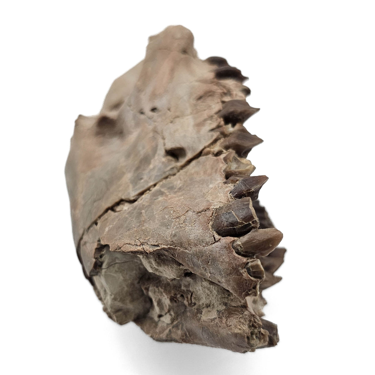 Oreodont Skull fossil specimen from White River Badlands, South Dakota, USA, Brule Formation, Early Oligocene.