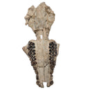 Oreodont Skull - Fossil Specimen