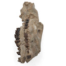 Oreodont Skull - Fossil Specimen