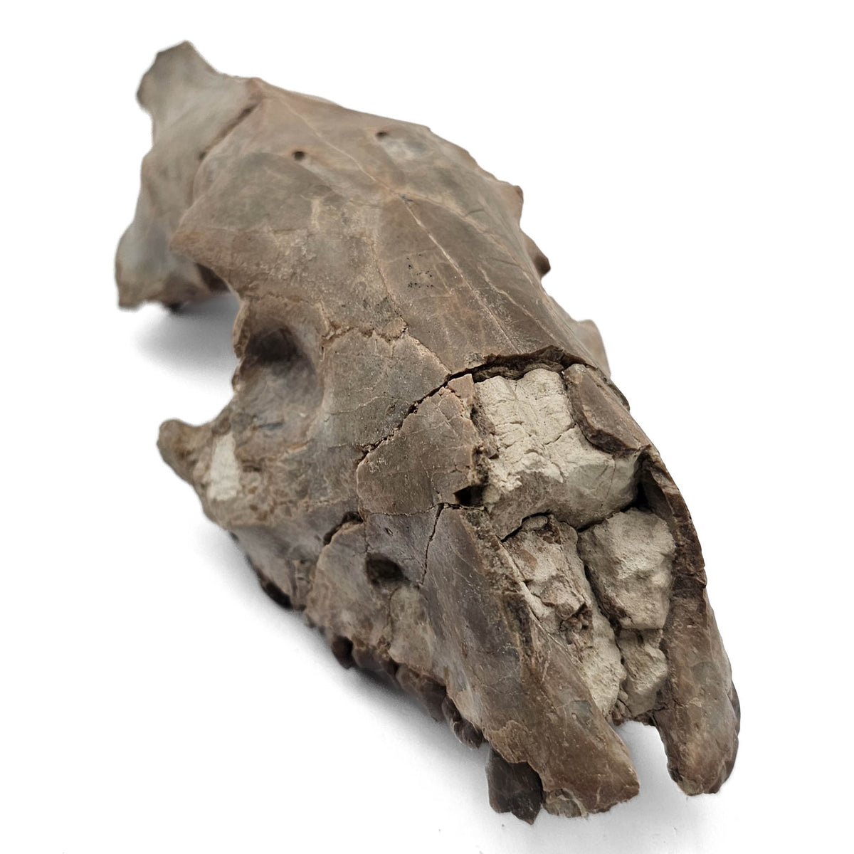 Oreodont Skull fossil specimen from White River Badlands, South Dakota, USA, Brule Formation, Early Oligocene.