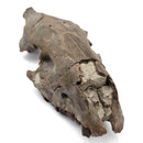 Oreodont Skull - Fossil Specimen