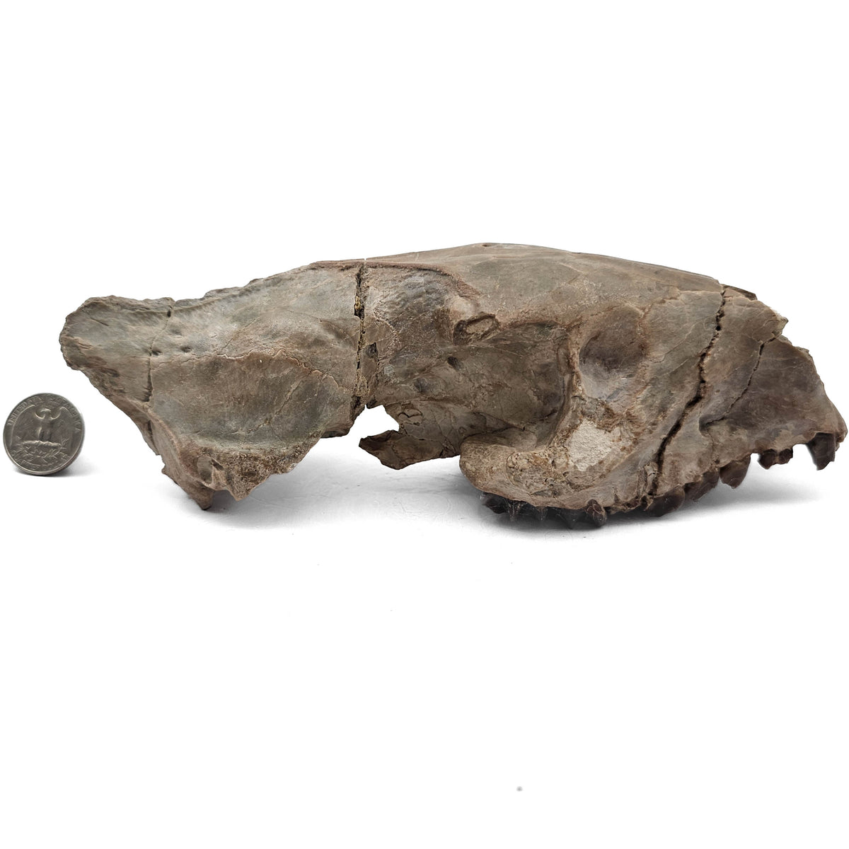 Oreodont Skull fossil specimen from White River Badlands, South Dakota, USA, Brule Formation, Early Oligocene.