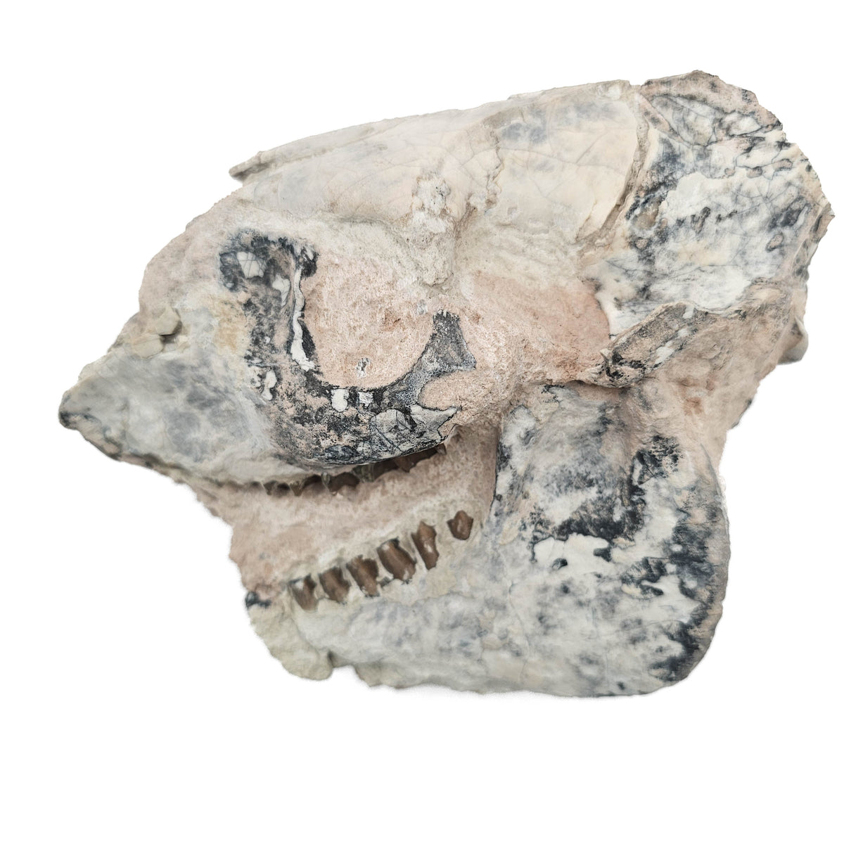 Oreodont Skull fossil specimen from White River Badlands, South Dakota, USA, Brule Formation, Early Oligocene.