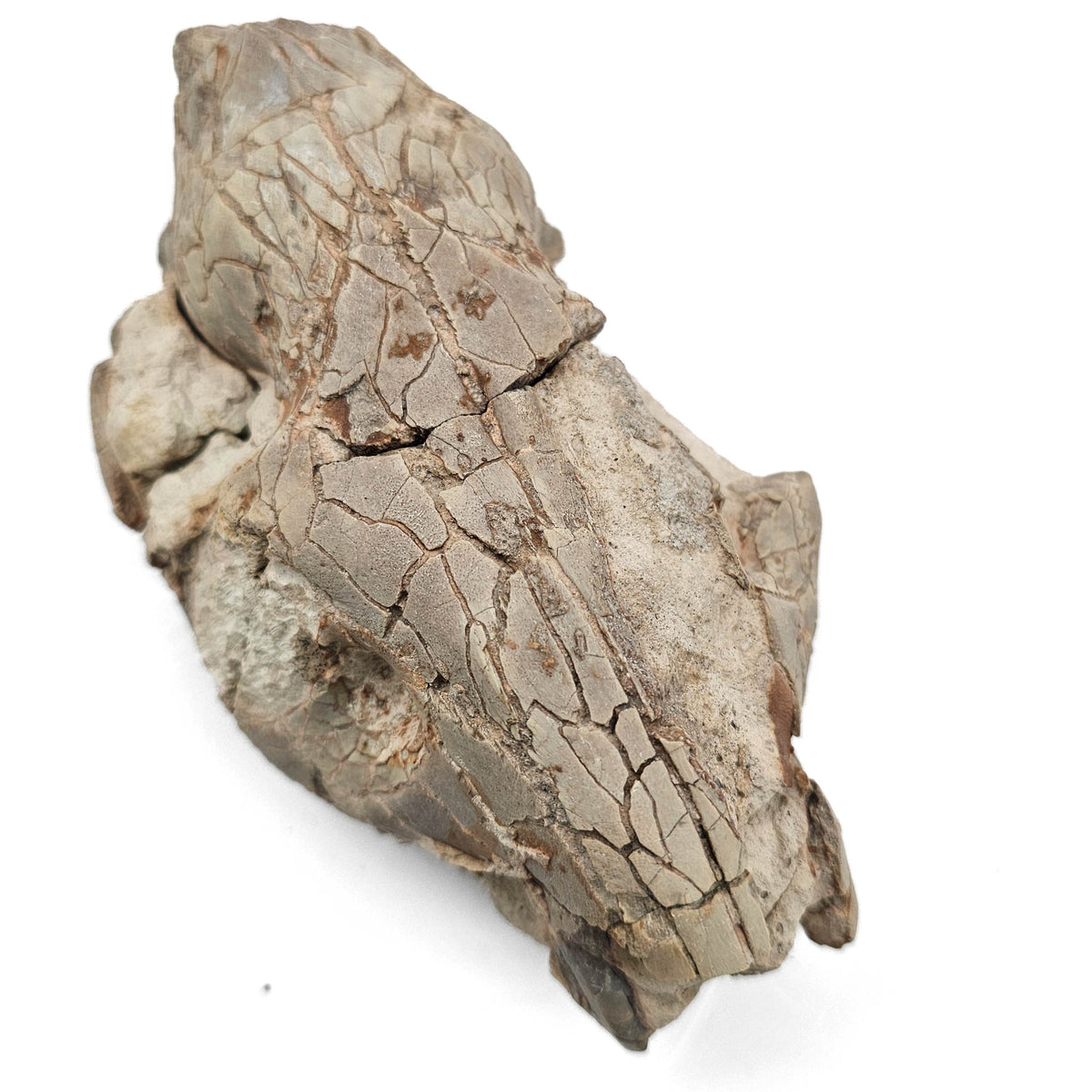 Oreodont Skull fossil specimen from White River Badlands, South Dakota, USA, Brule Formation, Early Oligocene.