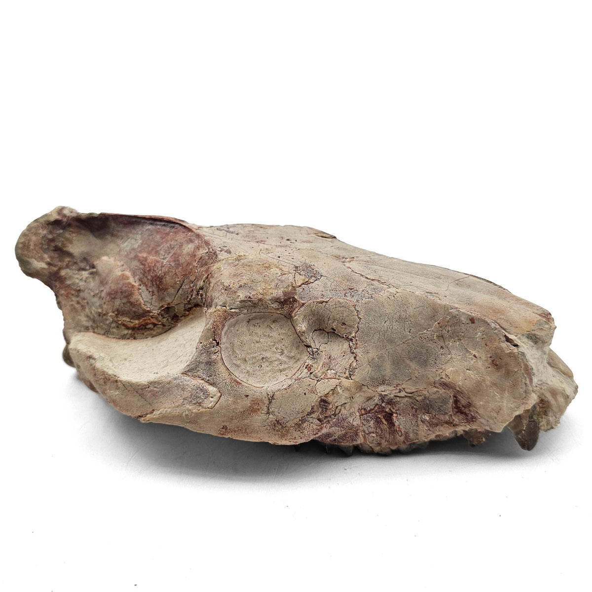 Oreodont Skull fossil specimen from White River Badlands, South Dakota, USA, Brule Formation, Early Oligocene.