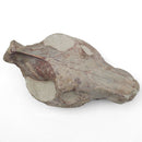 Oreodont Skull - Fossil Specimen