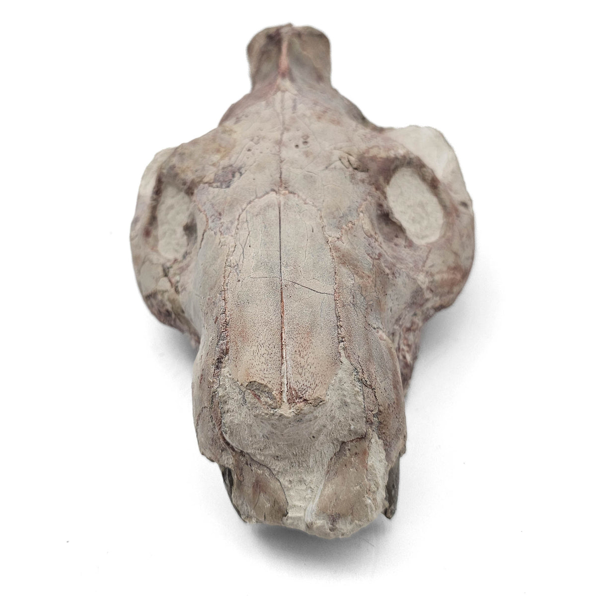 Oreodont Skull fossil specimen from White River Badlands, South Dakota, USA, Brule Formation, Early Oligocene.