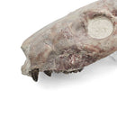 Oreodont Skull - Fossil Specimen