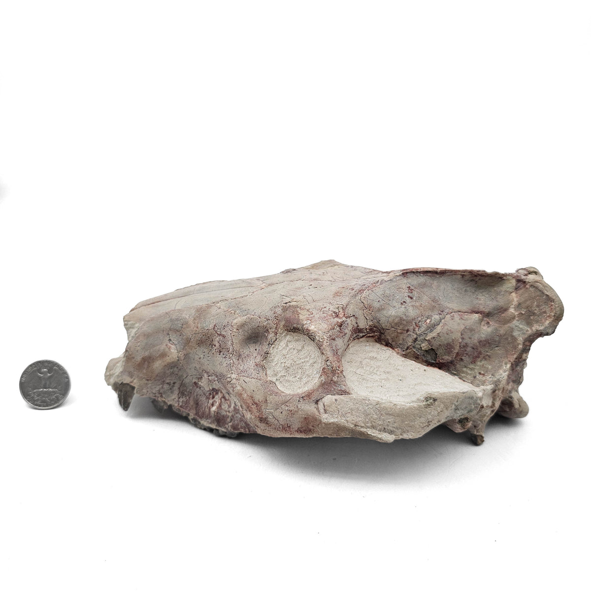 Oreodont Skull fossil specimen from White River Badlands, South Dakota, USA, Brule Formation, Early Oligocene.