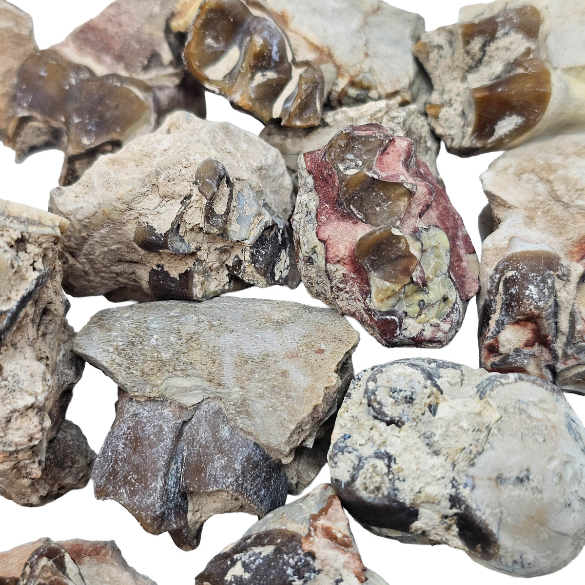 Oreodont Teeth - Fossil - South Dakota, USA