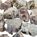 Oreodont Teeth - Fossil - South Dakota, USA