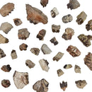 Oreodont Teeth - Fossil - South Dakota, USA