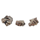 Oreodont Teeth - Fossil - South Dakota, USA