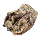 Oreodont Teeth - Fossil - South Dakota, USA
