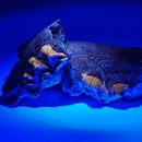 Oreodont Teeth - Fossil - South Dakota, USA