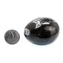 正角龙蛋 - 化石