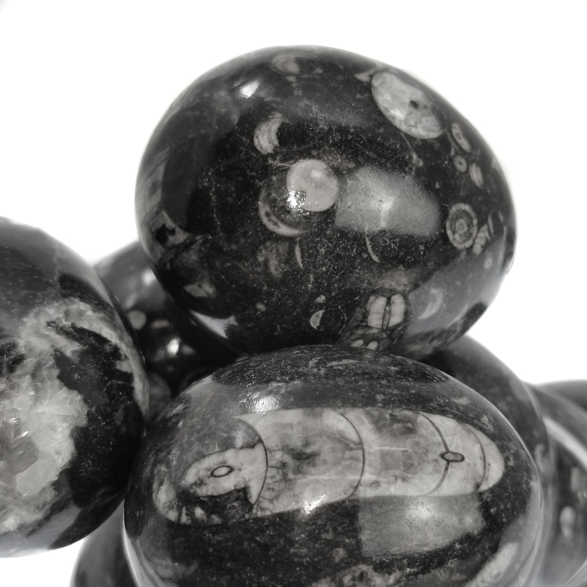 Orthoceras Egg fossil from Morocco, Orthoceras Limestone, Ludlow.