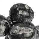 正角龙蛋 - 化石