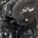 正角龙蛋 - 化石