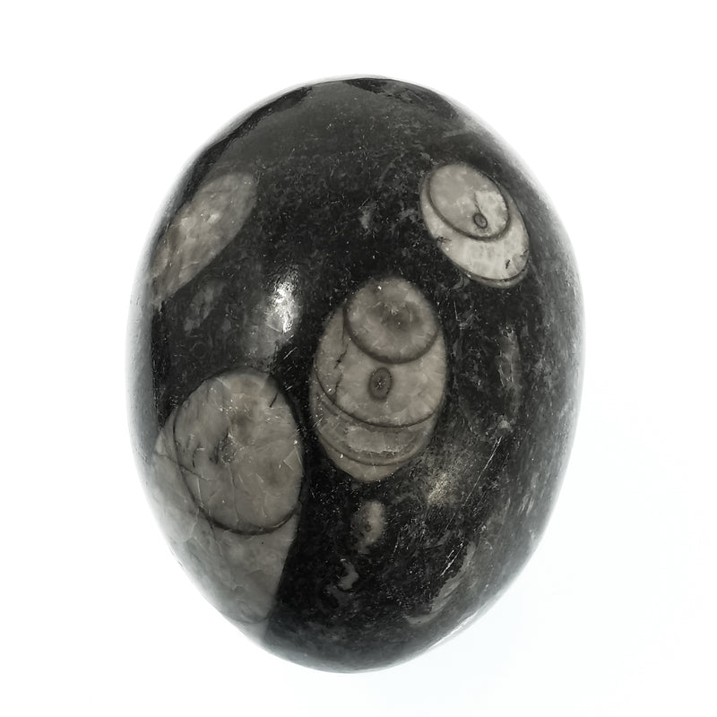 Orthoceras Egg - Fossil