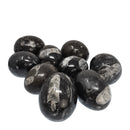 正角龙蛋 - 化石