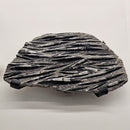 Orthoceras - Wall Mounted - Statement Fossil Specimen