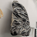 Orthoceras - Wall Mounted - Statement Fossil Specimen
