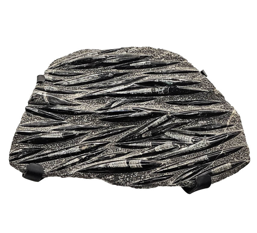 Orthoceras wall mounted statement fossil specimen, Orthoceras Limestone, Ludlow.