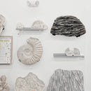 Orthoceras - Wall Mounted - Statement Fossil Specimen