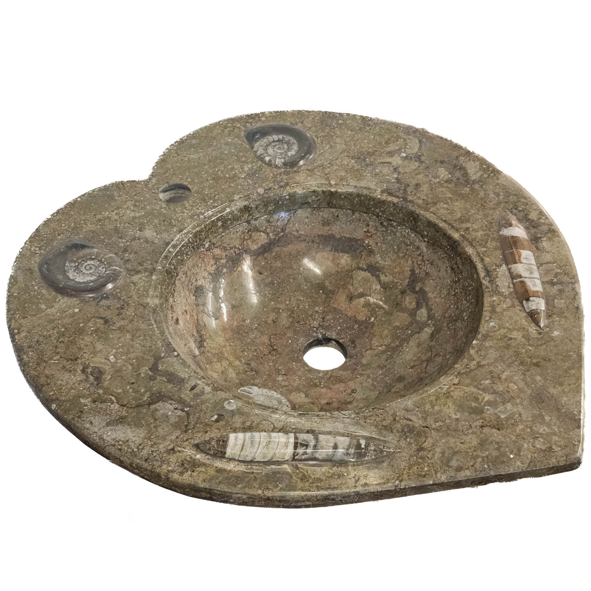 Ammonite and Orthoceras heart shaped washtub sink fossil statement from Morocco.
