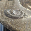 Ammonite & Orthoceras - Heart Shaped Washtub Sink - Fossil Statement