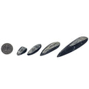 Orthoceras (Single) - Fossil - Morocco - Paleozoic and Triassic