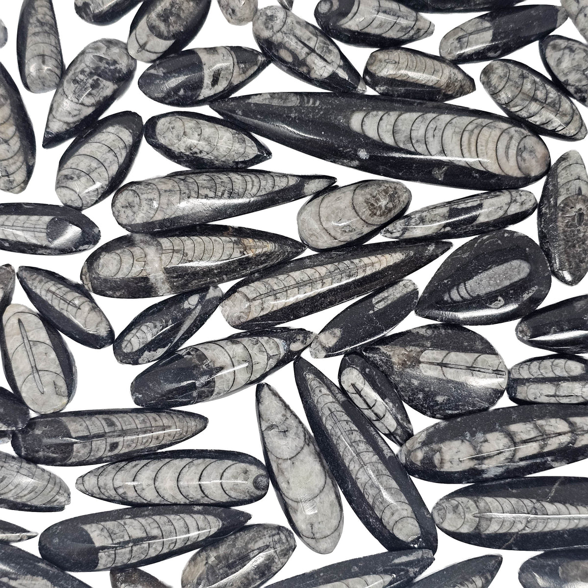Orthoceras (Single) - Fossil - Morocco - Paleozoic and Triassic