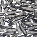 Orthoceras (Single) - Fossil - Morocco - Paleozoic and Triassic