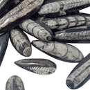 Orthoceras (Single) - Fossil - Morocco - Paleozoic and Triassic