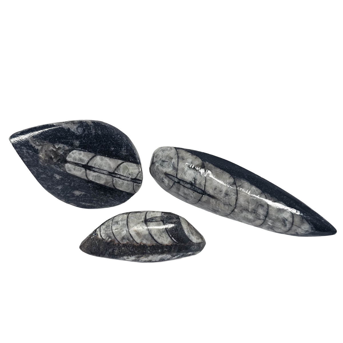 Orthoceras (Single) - Fossil - Morocco - Paleozoic and Triassic