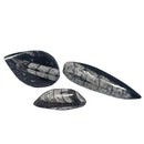 Orthoceras (Single) - Fossil - Morocco - Paleozoic and Triassic