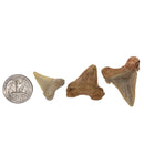 Otodus Shark Tooth - Serrated - Fossil - Morocco