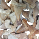 Otodus Shark Tooth - Serrated - Fossil - Morocco
