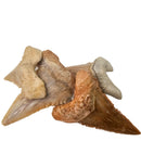 Otodus Shark Tooth - Serrated - Fossil - Morocco