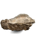 Oyster - Fossil Specimen