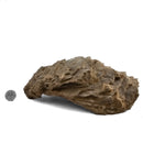 Oyster - Fossil Specimen