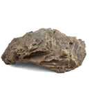 Oyster - Fossil Specimen