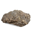 Oyster - Fossil Specimen