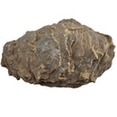 Oyster - Fossil Specimen